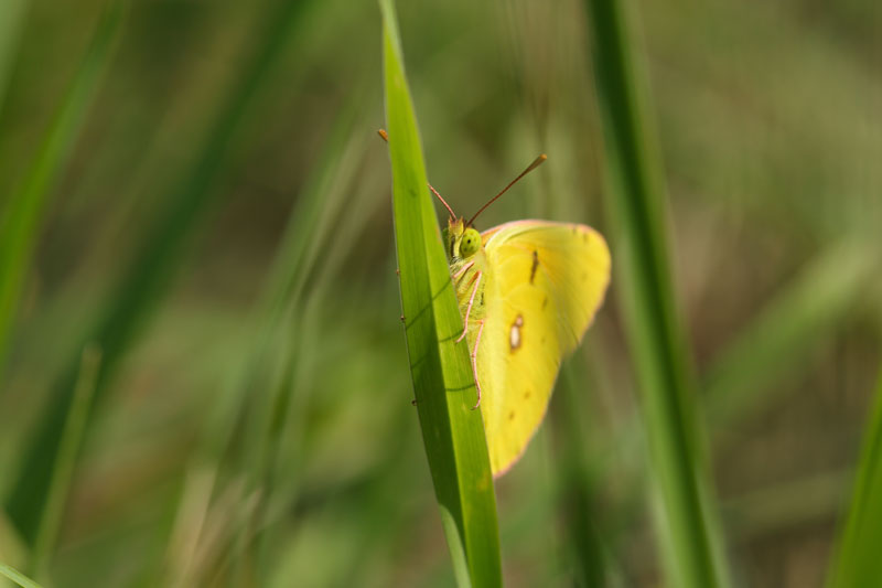 CS-papillon090701-003.jpg