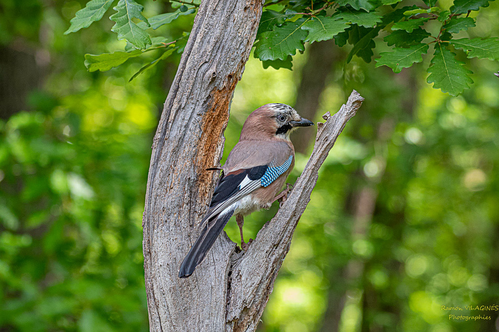 _DSC9630-ps.jpg