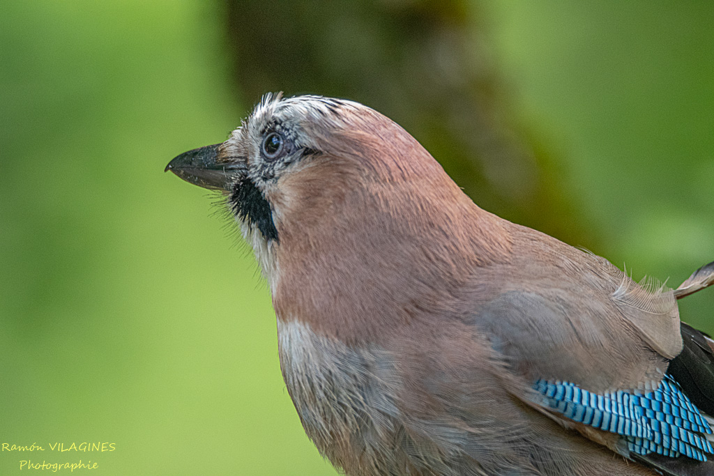 _DSC9647-ps.jpg