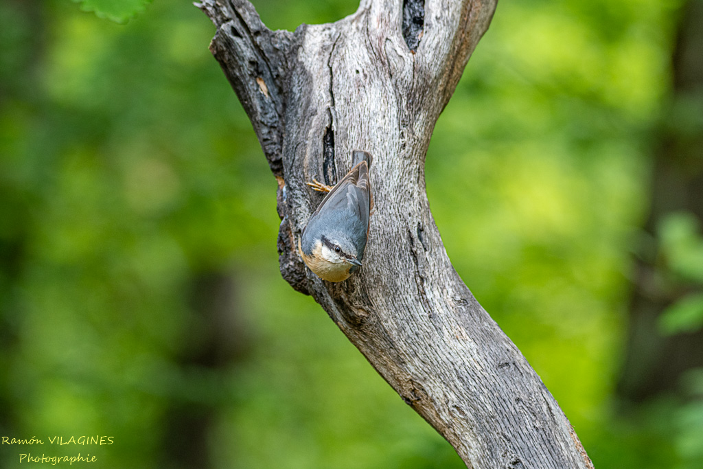 _DSC9679-ps.jpg