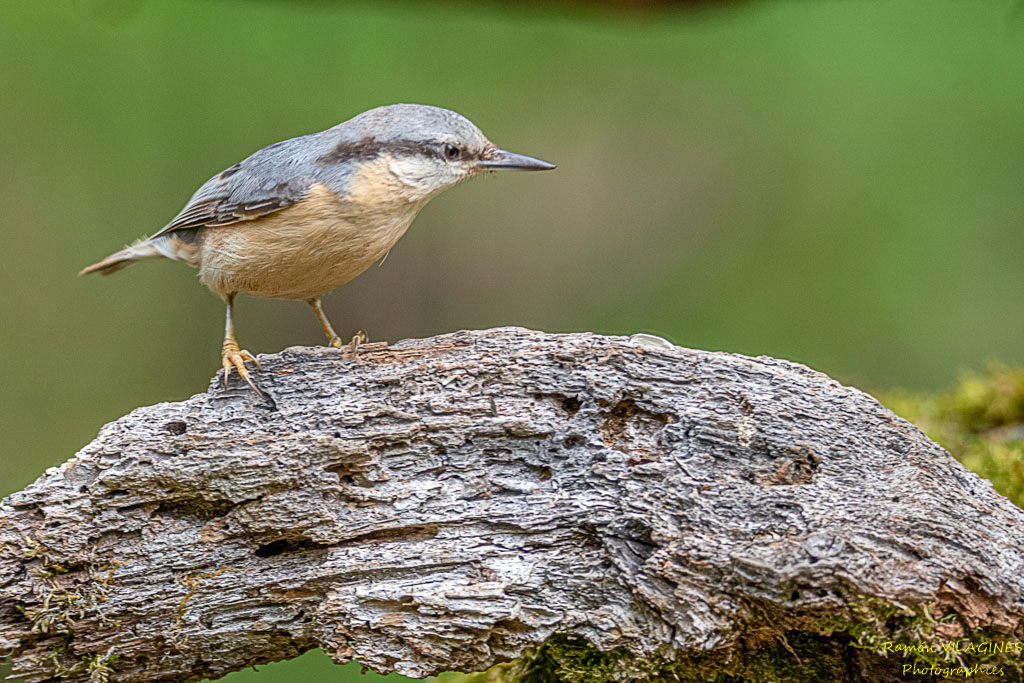 _DSC9804-ps.jpg