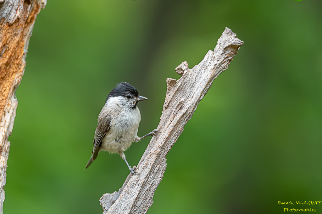 _DSC9793-ps.jpg