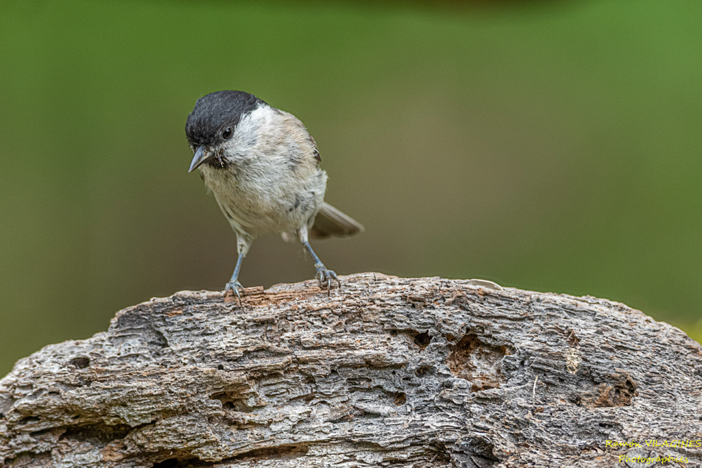 _DSC9920-ps.jpg