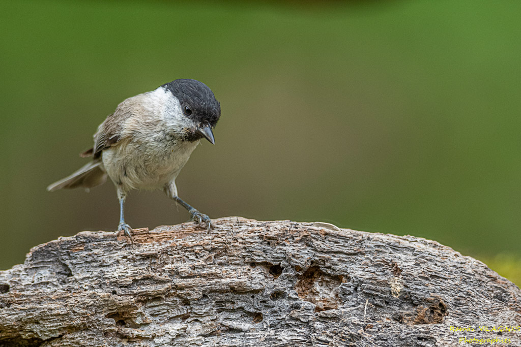 _DSC9921-ps.jpg