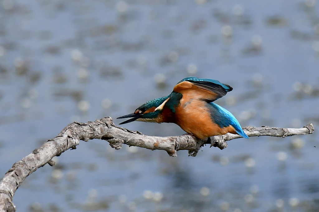 DSC_1636.JPG