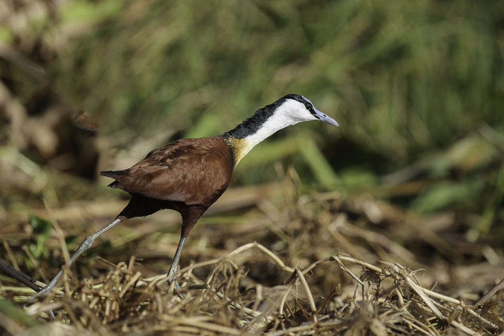 A59I1731 Jacana à poitrine dorée-2.jpg