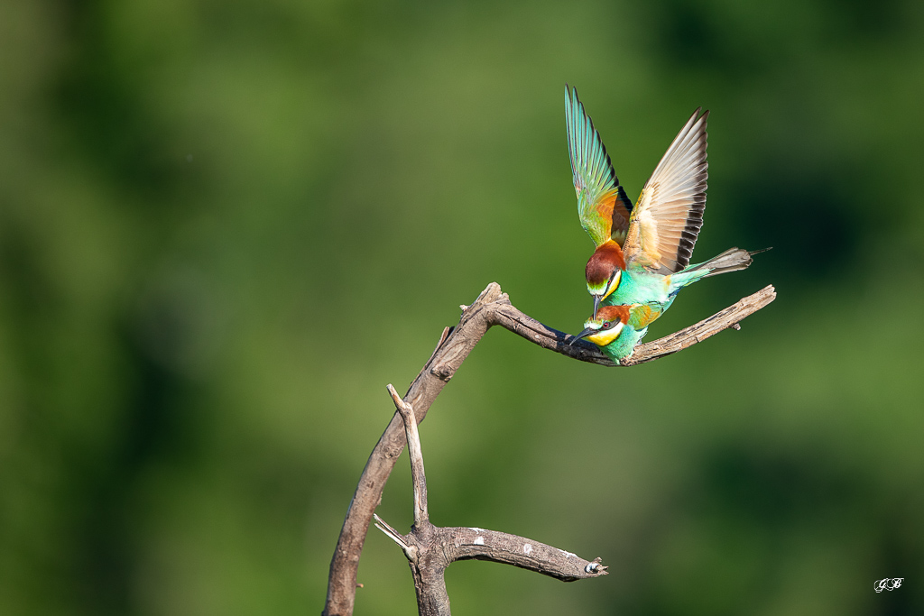 Guêpier d'Europe (Merops apiaster) - European Bee-eater-332.jpg