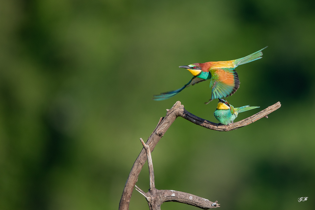 Guêpier d'Europe (Merops apiaster) - European Bee-eater-348.jpg