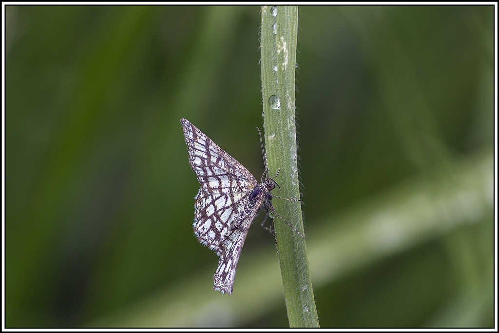 geometre_a_barreaux(Chiasmia-clathrata)(11_16).jpg