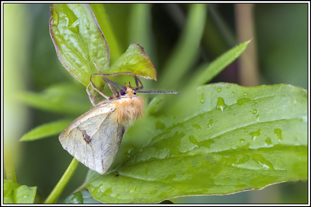 botys_verdatre(sitochroa_palealis)(4_13).jpg
