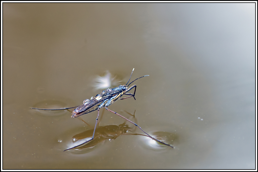 gerris(34_38).jpg