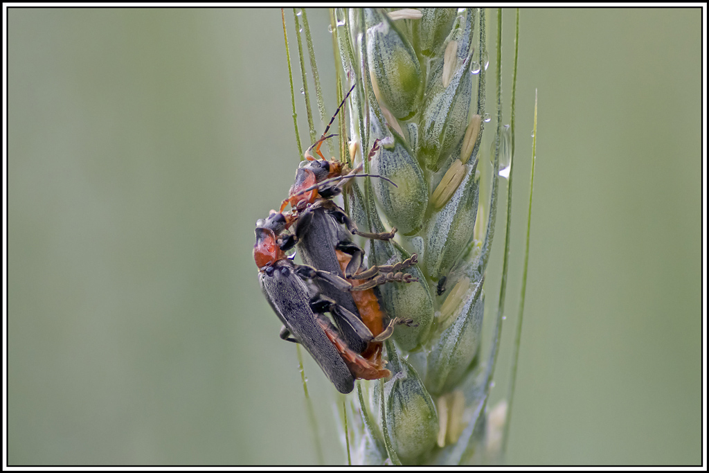 cantharis_fusca(1_7)(1).jpg
