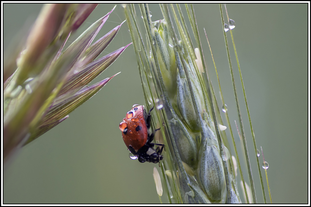 coccinelle_sept_points(Coccinella-septempunctata)(1_4).jpg
