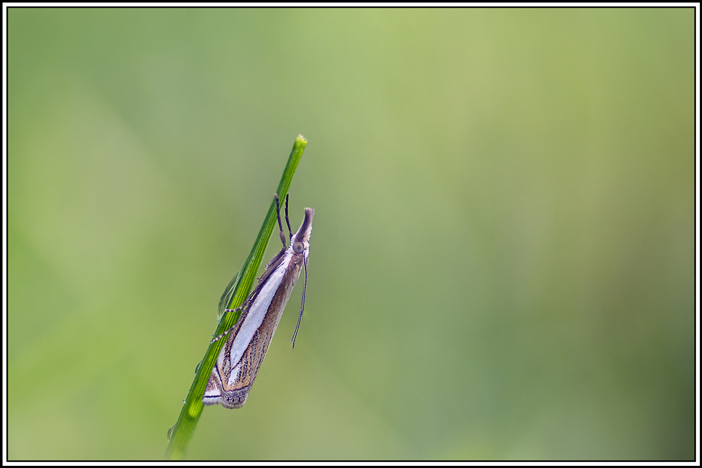 crambus_des_paturages(Crambus-pascuella)(4_10).jpg