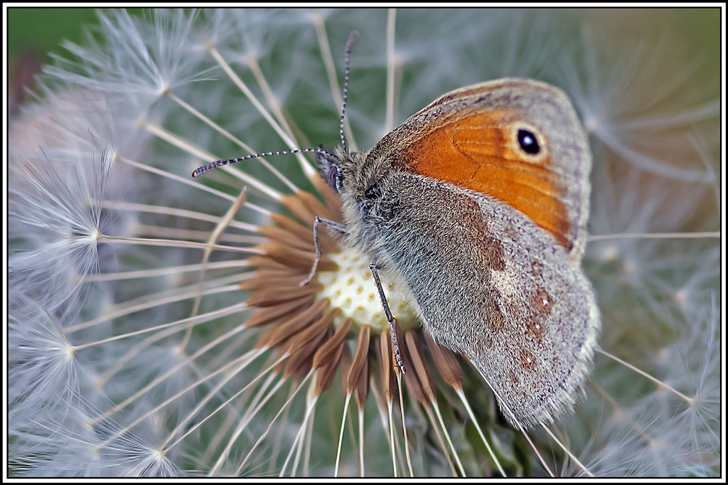 fadet_commun(Coenonympha-pamphilus)(12_14).jpg