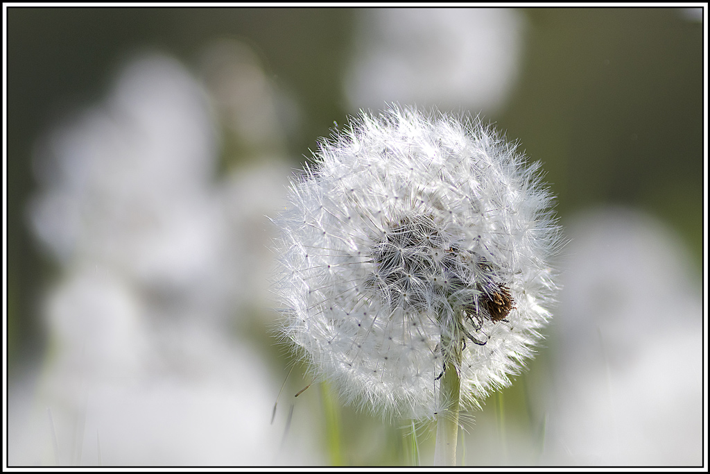 flore(1068_1070).jpg