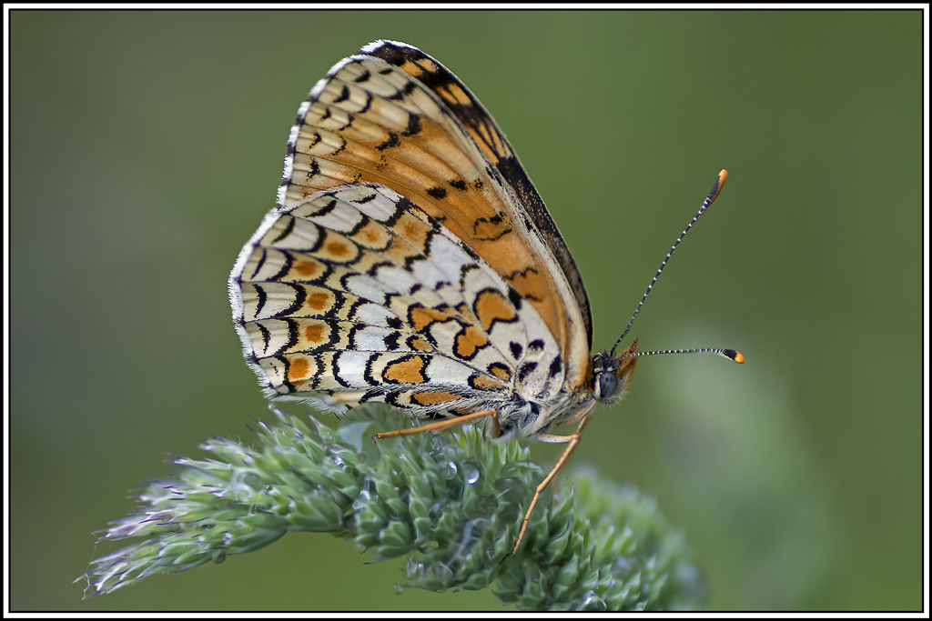 melitee_des_centaurees(Melitaea--phoebe)(17_20).jpg
