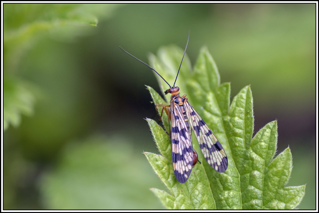panorpa_communis(1_4)(1).jpg