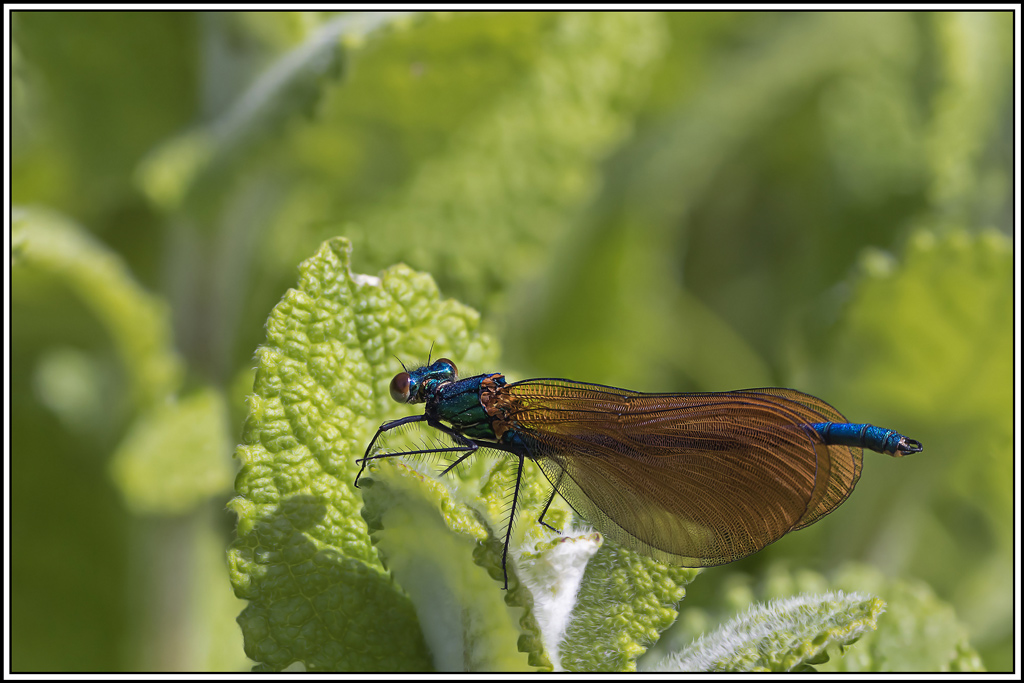 Caloptéryx-vierge-mâle(Calopteryx-virgo)(35_46)(111).jpg