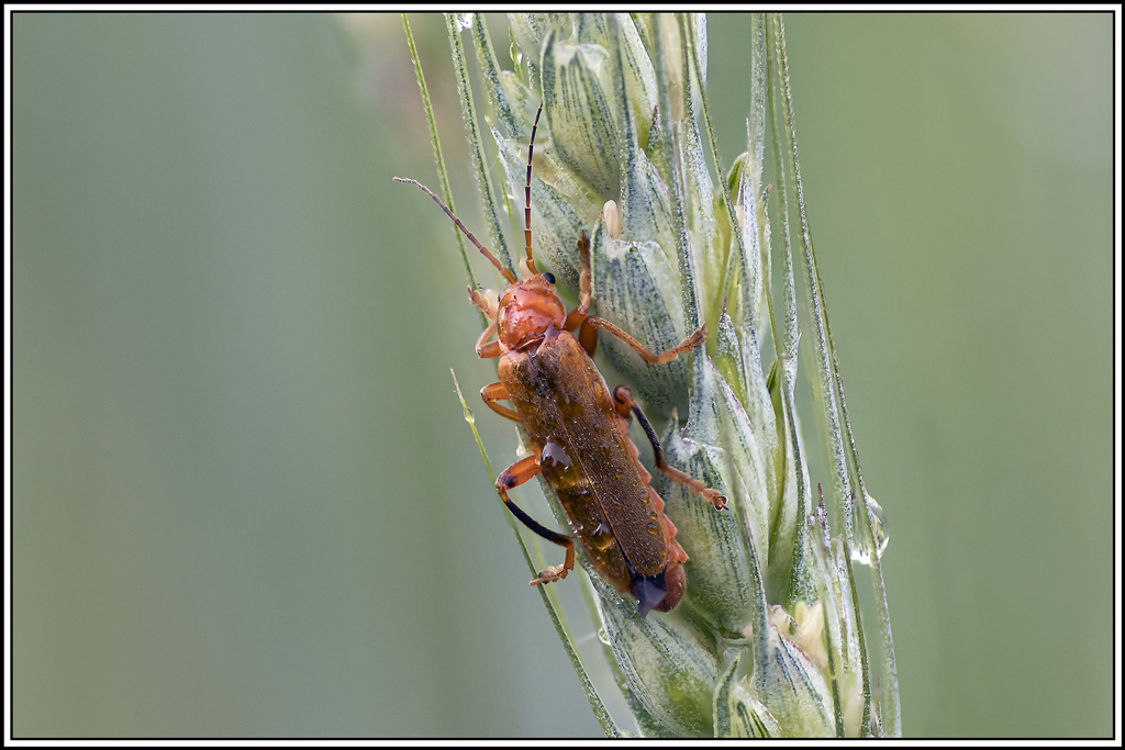cantharis_livida(1_6).jpg