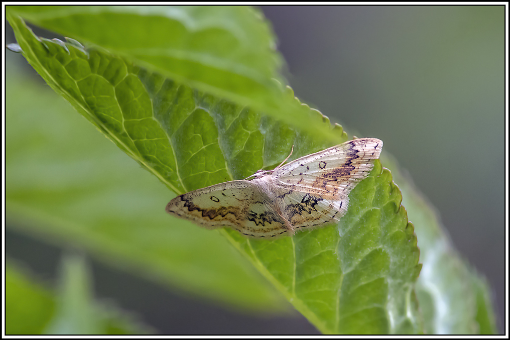 phalene_mariee(Cycophora-annularia)(1_2).jpg