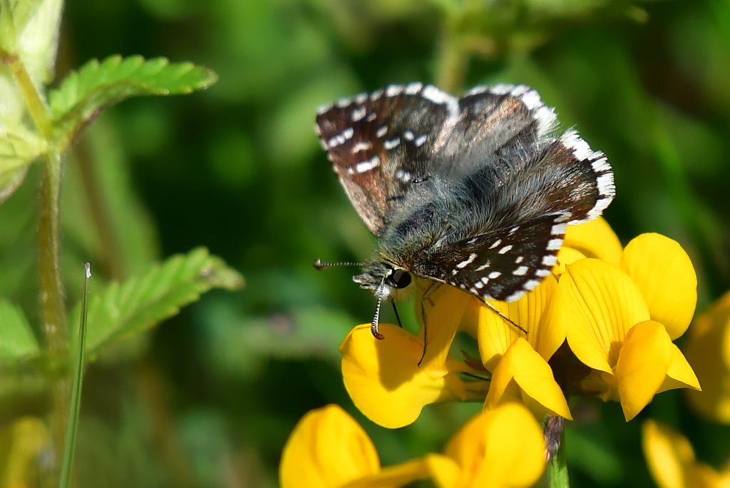 DSC_1864.JPG