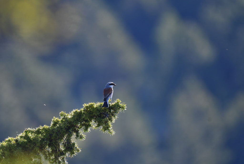 DSC_1806.JPG