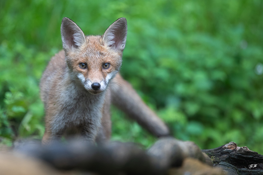 Renard Roux (Vulpes vulpes) Red fox-458.jpg