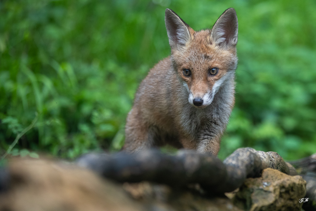Renard Roux (Vulpes vulpes) Red fox-464.jpg