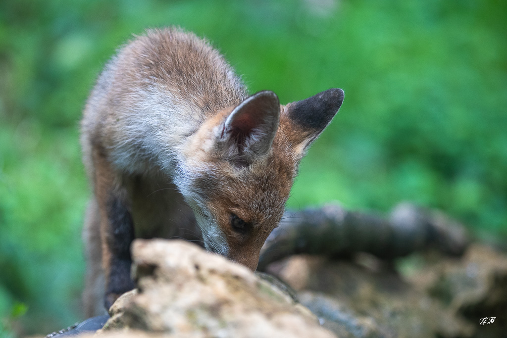 Renard Roux (Vulpes vulpes) Red fox-465.jpg