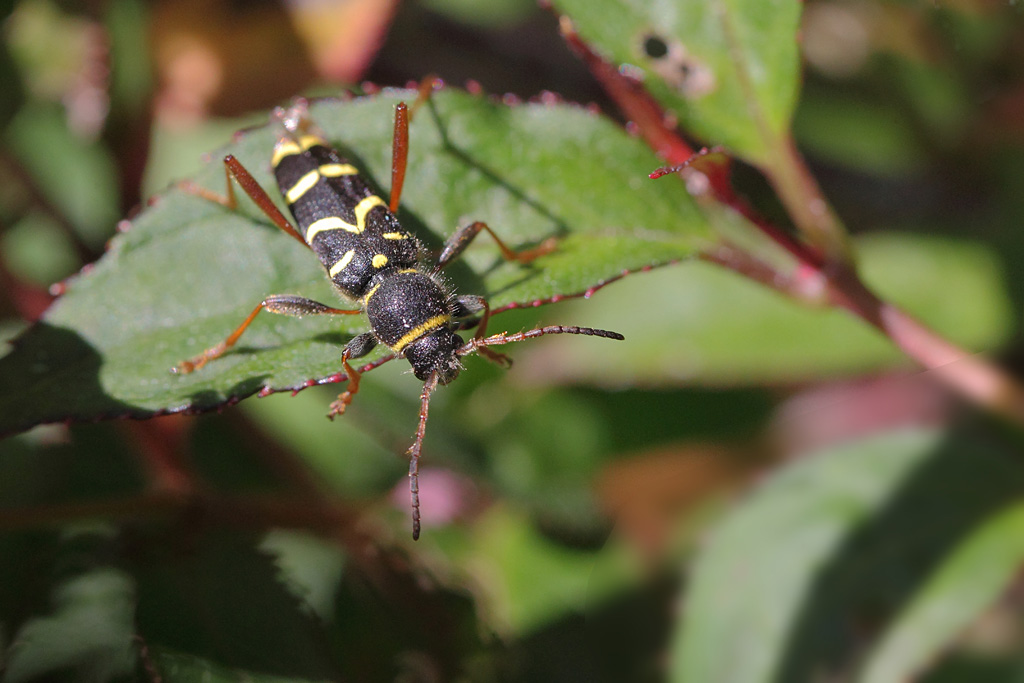 Clytus arietis IN.jpg