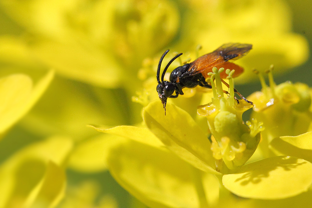 Tenthrède de la ronce - Arge cyanocrocea IN.jpg