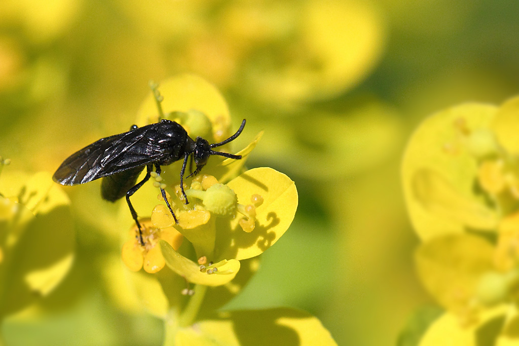 Tenthrède limace du rosier - Arge gracilicornis 1 IN.jpg
