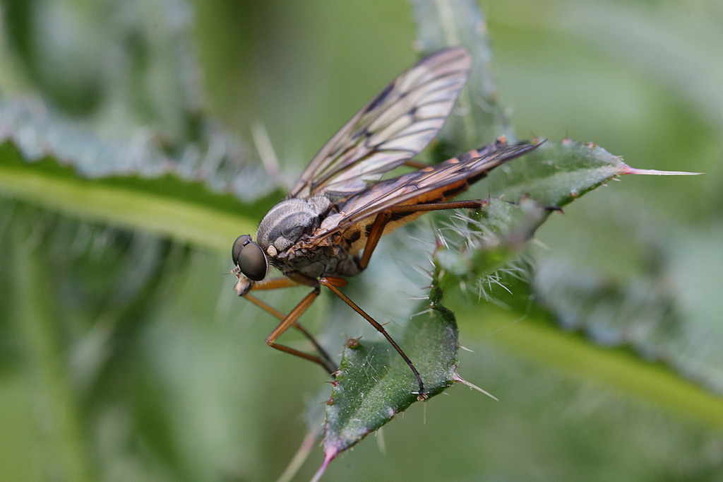 Rhagio scolopacea IN.jpg