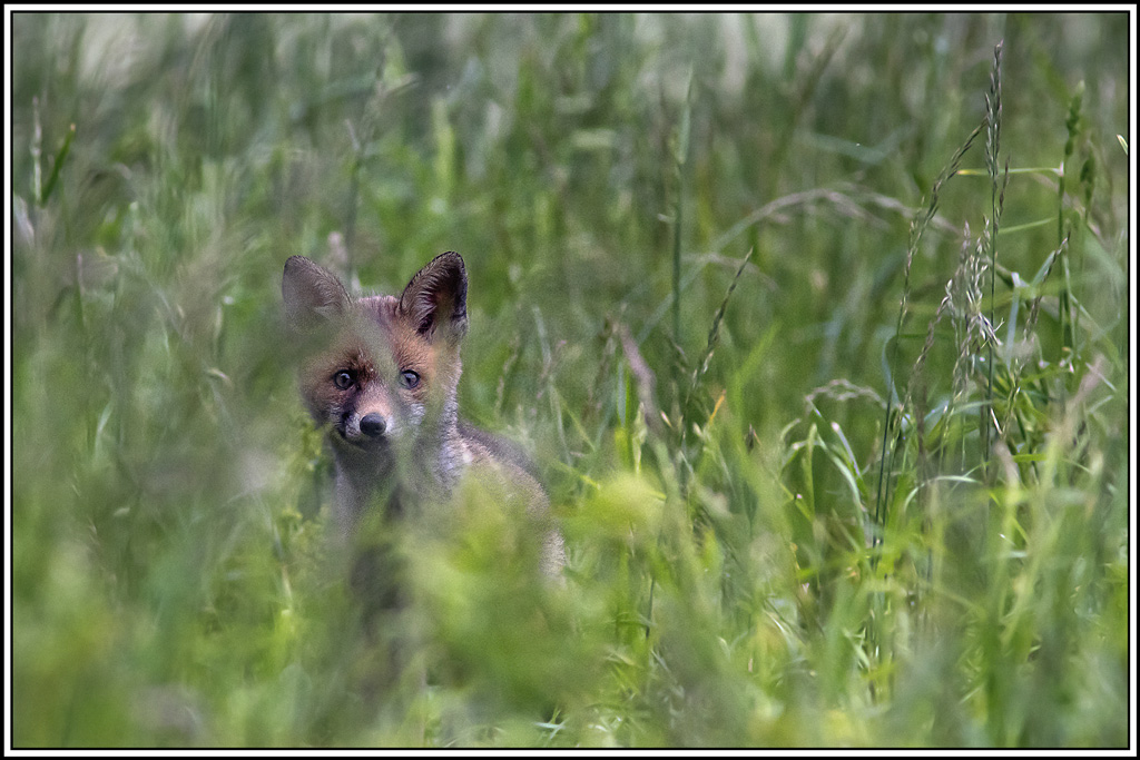 renard(98).jpg