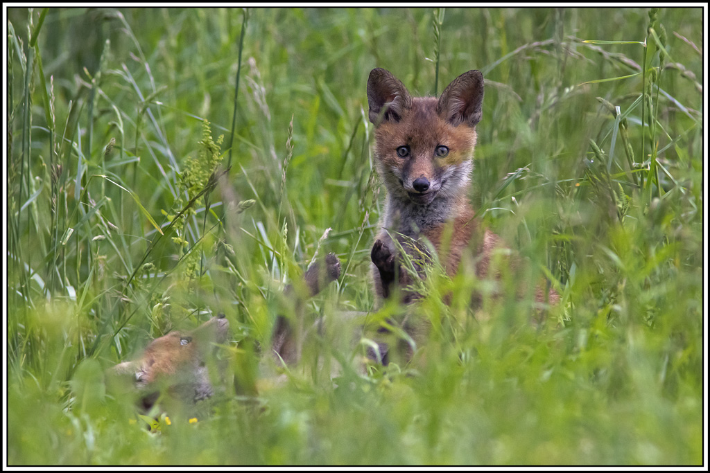 renard(114).jpg
