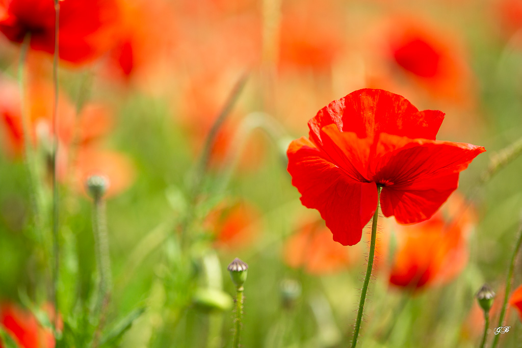 Coquelicots (Papaver rhoeas)-118.jpg