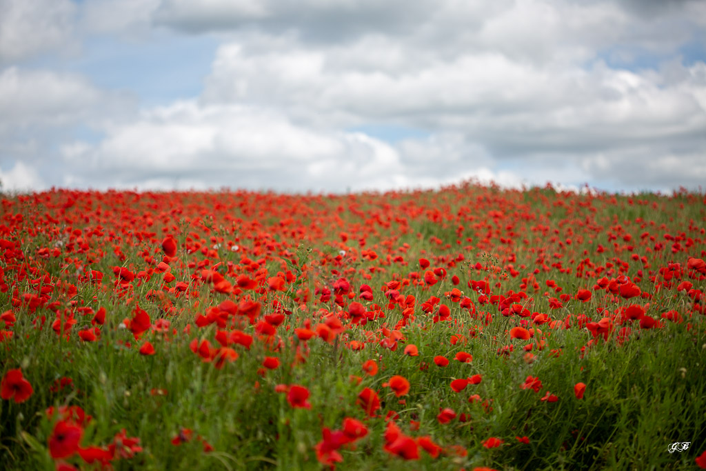 Coquelicots (Papaver rhoeas)-114.jpg