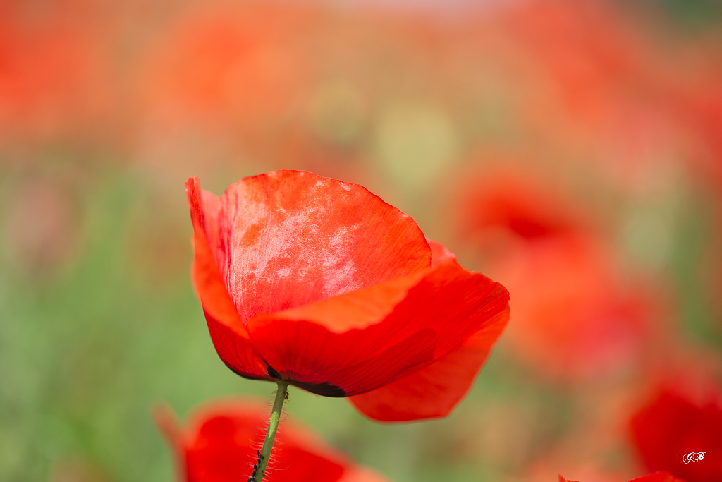 Coquelicots (Papaver rhoeas)-106.jpg