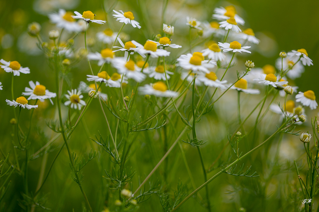 Pâquerette (Bellis perennis)-3.jpg