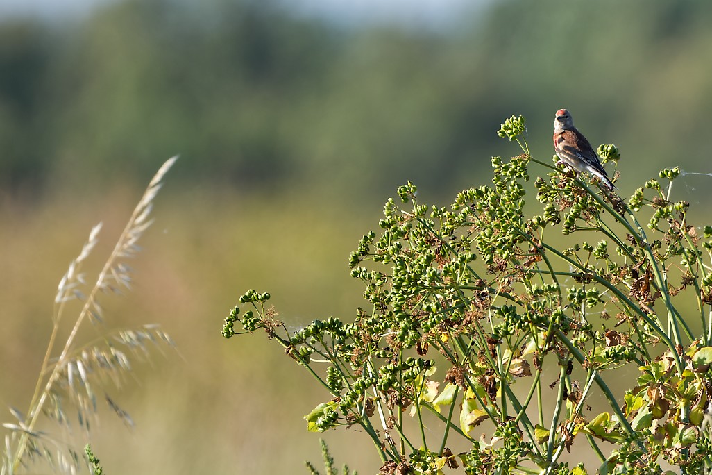 DSC_8408_DxO.jpg