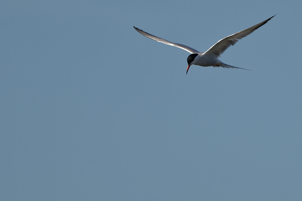DSC_8462_DxO.jpg