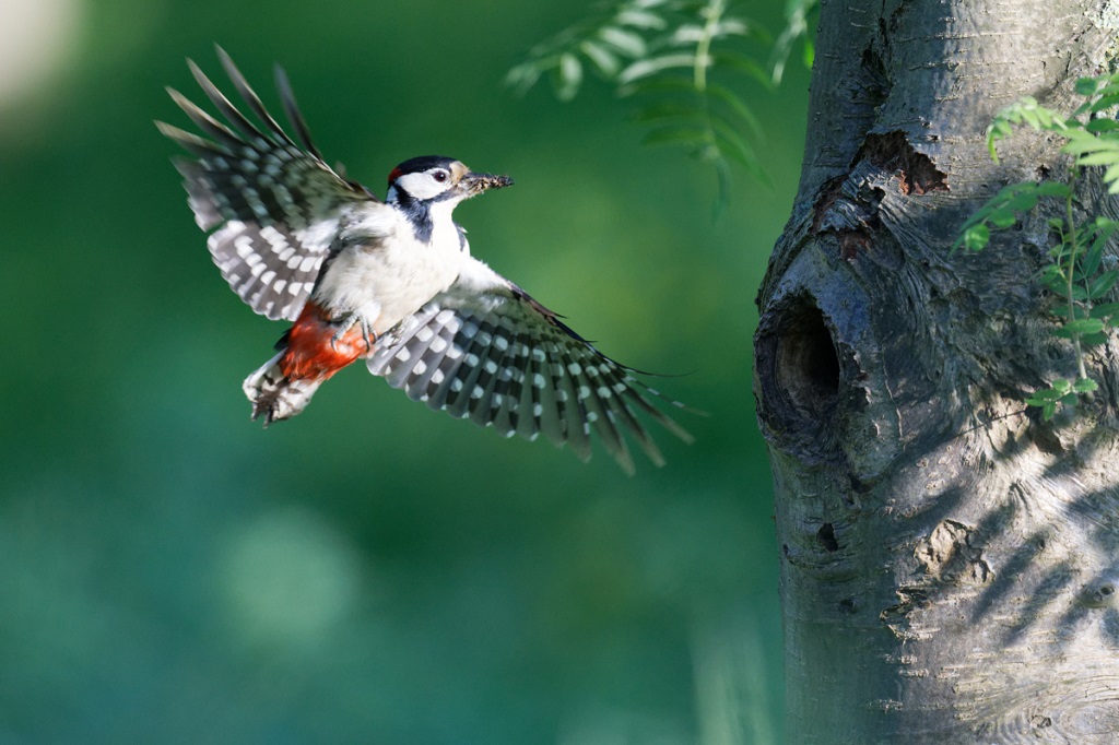 _DSC6086_DxO.jpg