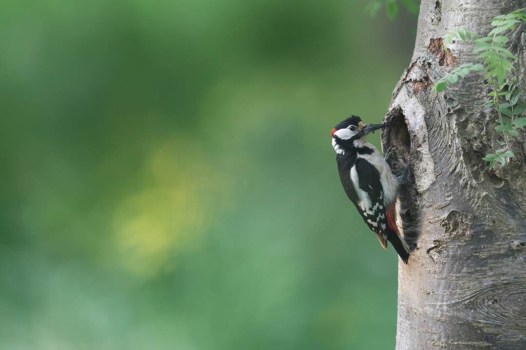 _DSC2930_DxO.jpg