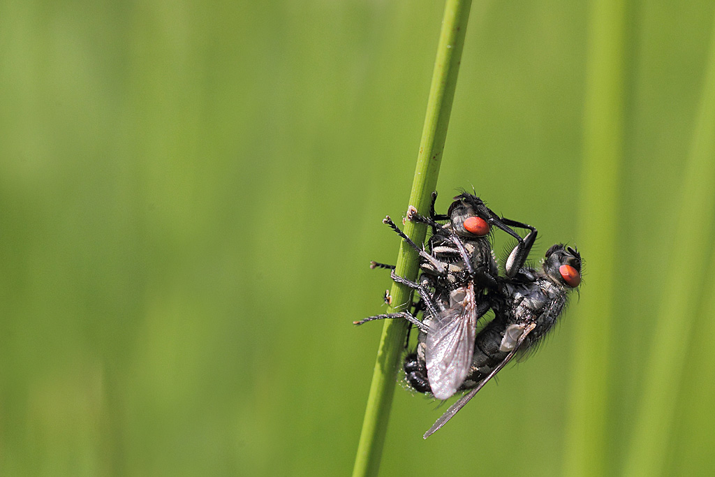 Sarcophaga cf. carnaria.jpg