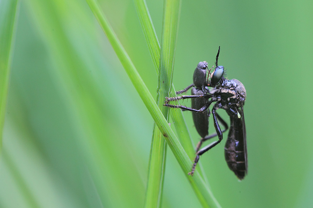 Dioctria atricapilla.jpg
