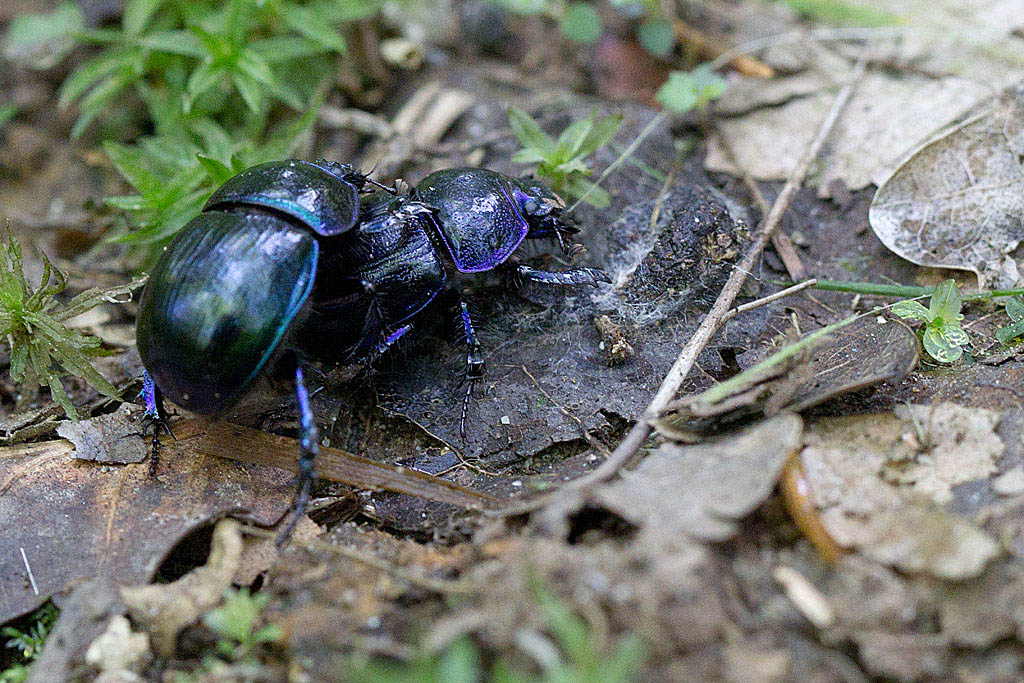 Anoplotrupes stercorosus - Géotrupe des bois..jpg