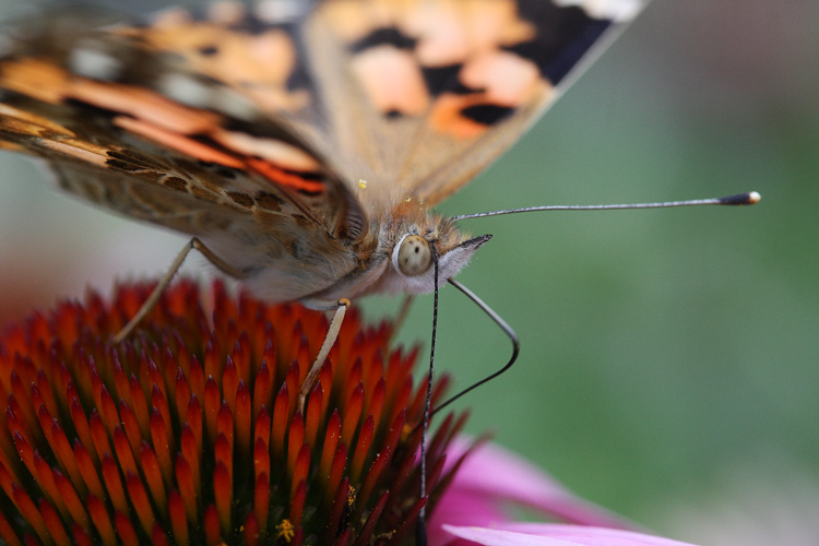 papillon1.jpg