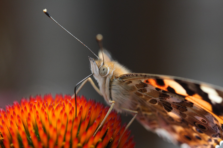 papillon2.jpg