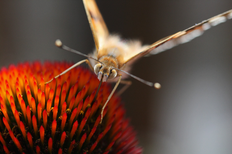 papillon3.jpg
